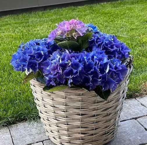 Melanie Апартаменты